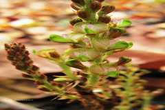 Flemingia grahamiana